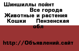 Шиншиллы пойнт ns1133,ny1133. - Все города Животные и растения » Кошки   . Пензенская обл.